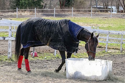 Grainfield Aiden saa nyt pitää hyvin ansaitun hengähdystauon ennen kuin jatkaa Killerin Eliitissä 12. kesäkuuta.