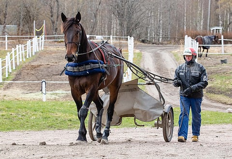 Grainfield Aiden ja Hannu Korpi kotitanhuvilla Pirkkalassa. Kuva ja video Anu Leppänen.