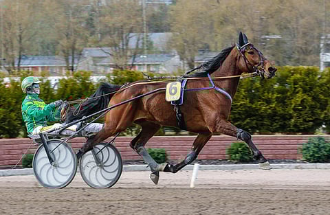 Mainio hyvästeli toistaiseksi Suomen kilparadat ja jatkaa uraansa Etelä-Ruotsista käsin.