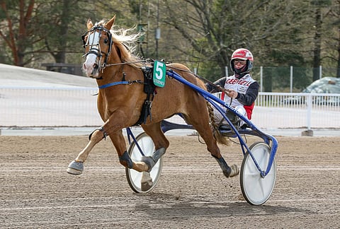 6-vuotias Stallone on valmis haastamaan vanhemmatkin ruunat - ehkä jo Ylivieskan Ruunakunkkareissa.
