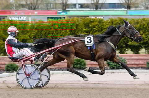 Sue's Photo juoksi toiseksi viimeisen kilpailunsa Muscles Sue Yhtymän nimissä 8.5. Vermon Knockout Racessa ja sijoittui siinä kolmanneksi.