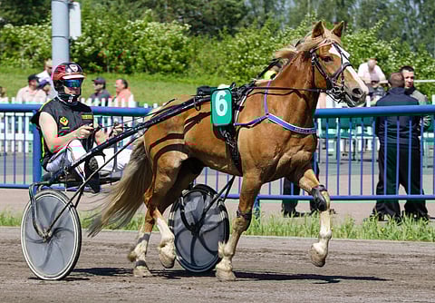 Hissun Turbo on Hevosurheilun tukipilari. Kuva: Anu Leppänen