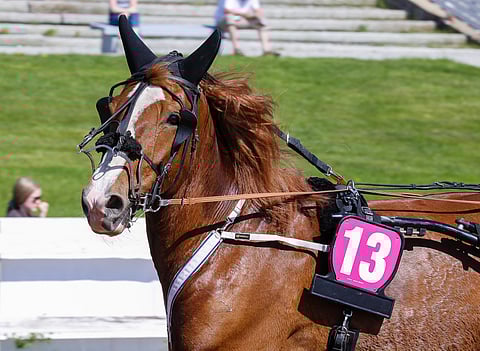 Larsman kilpaili viimeksi 5. kesäkuuta Kajaanissa. Startti oli sille tämän kauden viides.