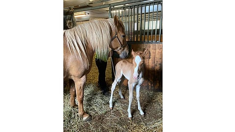 Taruntuuli kuvattuna varsansa kanssa.