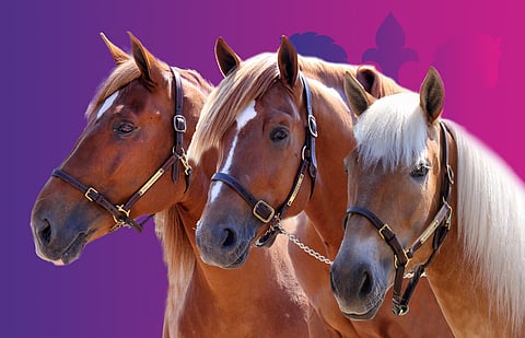 Suven Sametti, Vixeli ja Uljas Suomalainen muodostavat Tapio Perttusen tallin kovan kunkkarikolmikon.