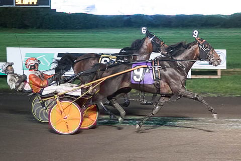 Andy Millerin ohjastama Venerate piti Hambo-rankingin kärkisijaa koko talven ja on nyt sijalla 4.