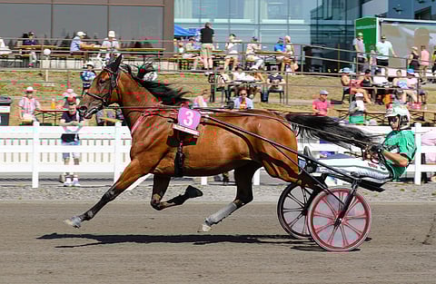 Willow Priden kausi käsittää 25 starttia, joista tuloksena on ollut kahdeksan voittoa. Kuva: Anu Leppänen
