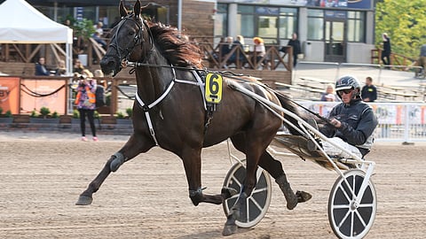 Vauhdikas Truedream A.F. on mielenkiintoinen tukipilari Porin Toto5-peliin. Perjantaina ravataan myös Vieremällä.