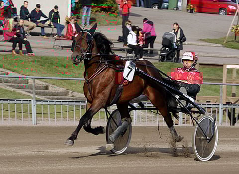 Cacshot kilpaili 4-vuotiskauden loppuun asti Tapio Perttusen valmennuksessa. Nyt se on 6-vuotias.