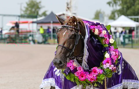 Kaikki kolme osamatkaa voittamalla Evartti olisi tienannut ravikuninkuudesta 100 000 euroa, mutta päätösmatkan kakkossijan johdosta 9000 euron bonus jäi saamatta.