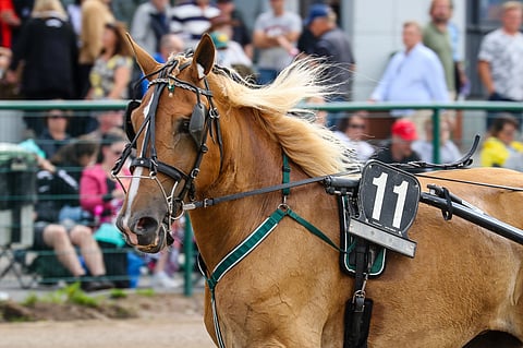 Sarikan julistettiin Suomenhevosten Missikisan voittajaksi ajalla 29,6ke.