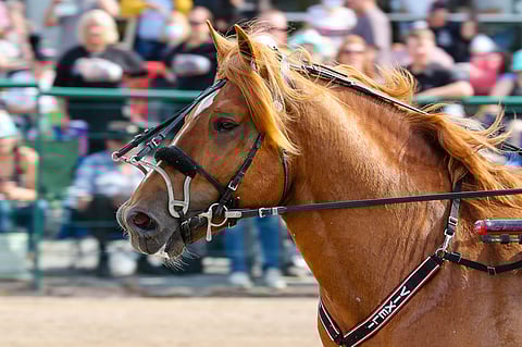 Vixeli jyräsi Kirppu-ajon sankariksi. Kuva: Anu Leppänen