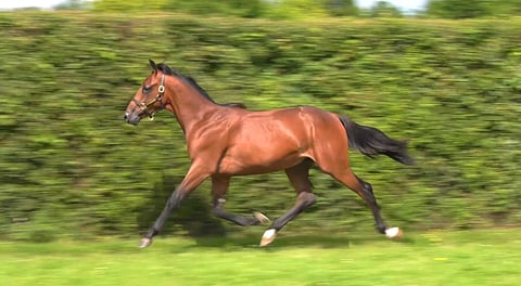 Kirghize Speedin komeaa askellusta Arqana Trotin esittelyvideolla.