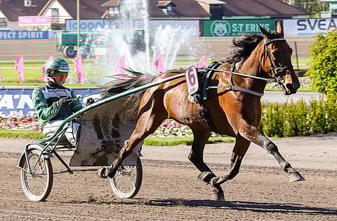 Valmentaja Jörgen Westholm lämmitti Unique Junin viime Elitloppet-lauantain Tammaeliittiin.