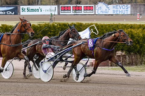 Kuvateksti: Callela Lincoln oli vuoden alkupuolikkaalla lähes voittamaton, mutta keskikesä toi haasteita. Ori on vähitellen nousemassa takaisin tasolleen. Kuva: Anu Leppänen