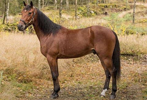 Maharajahin poika Cameron Wake hakee nostetta uralleen Vihdistä käsin. Kuva: Huutokauppasivu Travera.nu