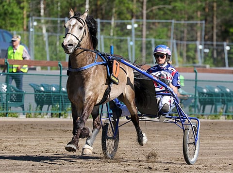 Jan-Olov Perssonin valmentama Smedheim Solan on jälleen PM-lähdön väriläiskä.