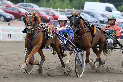 Kuvateksti: Aurotar on palannut kaviourille. Viime vuonna Suomen ennätyksenkin ravannut pienikokoinen tamma juoksee lauantaina Turun T75-3:ssa. Kuva: Anu Leppänen