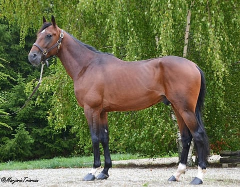 Kallelan oriasemalla astunut Friendly Bourbon oli lämminveristen ravihevosten ykkösori.