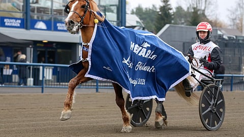 H.V. Tuuri on saanut tällä kaudella voittoloimen selkäänsä jo kymmenen kertaa.