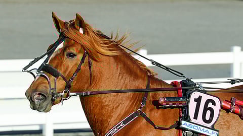 Vixeli avaa kauden Kuopion Superlauantai-päivänä.