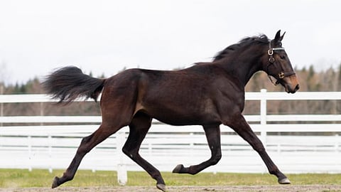 Full Speed Forward vauhdissa keväällä tehdyllä huutokauppavideolla.