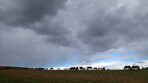 Islanninhevosia Islannissa. Kuvituskuva, katso kuvat kyseisistä villihevosista linkistä jutun lopussa.