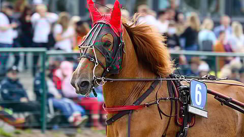Vilivillis on hyvä varmaidea loistopaikaltaan.