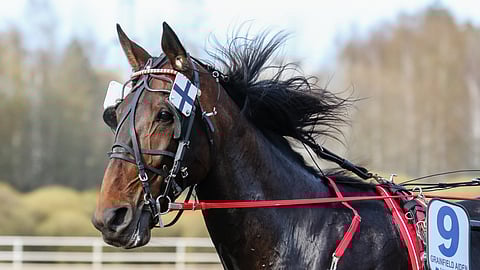 Grainfield Aiden pitää Suomen lippua korkealla Uumajassa.