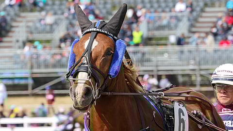 Hevosurheilun Toto65-ideavihje Vermo: Rehti ruuna puristaa ykköseksi