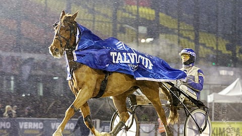 Tähtiviilee menestyi viime syksynä ja talvena mainiosti. Nyt tauon jälkeen startti alla tamma on valmis taistelemaan kärkisijoista.