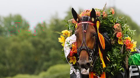 Kasvattajapalkinnot ovat veronalaista tuloa. Vuoden 2020 ansioista maksetuista palkinnoista suurimman potin kasvattajilleen keräsi huipputamma Mascate Match.