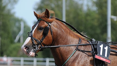 I.P. Legenda kärsi urallaan vaivoista, eikä päässyt näyttämään kaikkea osaamistaan.