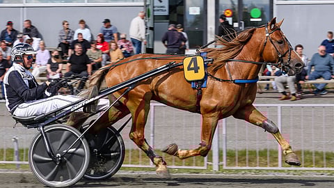 Hipsun Poju on kakkossuosikkina kiinnostava varma.