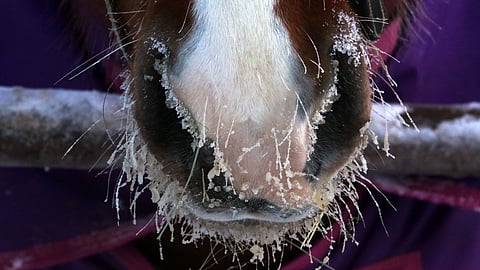 Turpakarvoihin ei saa koskea, ne ovat hevosen omaa omaisuutta.