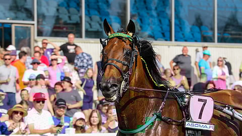 Ravihevonen Face Time Bourbon St Michel -ajossa