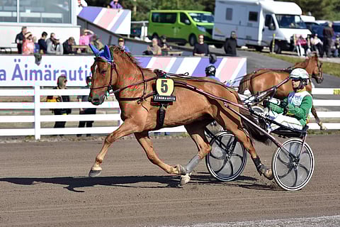 Lystilän Lento dominoi viime vuoden kylmäveristen Nordic Cupia.