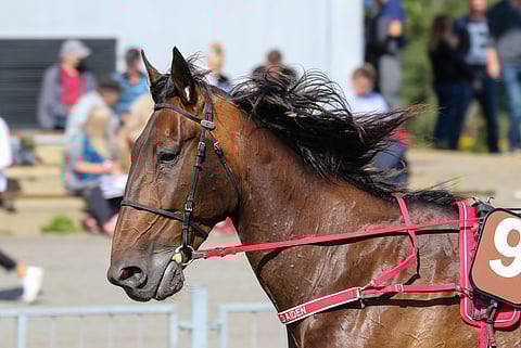 Grainfield Aiden ei juokse Vermon Talvimaljassa.