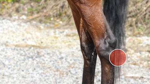 Kuumapolttamalla hoidetaan yleensä enää ns. jänispatteja, jotka kehittyvät kintereen takapinnalle.