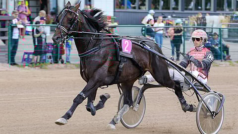 5-vuotiaaksi kääntynyt Moniman lunastaa luokallaan paikan ideavihjeen varmaksi. Kuvasta poiketen oria ohjastaa tänään Antti Teivainen.