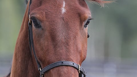 Bismarck Comery on aloittanut Ruotsissa voitolla ja kakkossijalla.