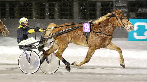 Kromaus on aloittanut kautensa loistavasti, sillä kuudesta startista se on saalistanut peräti viisi totosijaa.