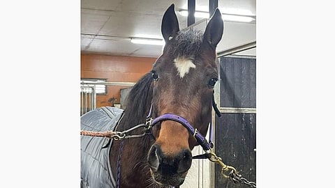 Ganyboy muutti Hollolasta Mikko Ahon talliin Ruotsiin.