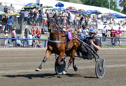 First Class Lady on kilpaillut koko uransa Timo Korvenheimon valmennuksessa.