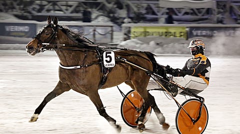 Stonecapes Unity pystyy pienessä lähdössä jatkamaan voitokkaasti, vaikka lähtöpaikka onkin takarivissä.