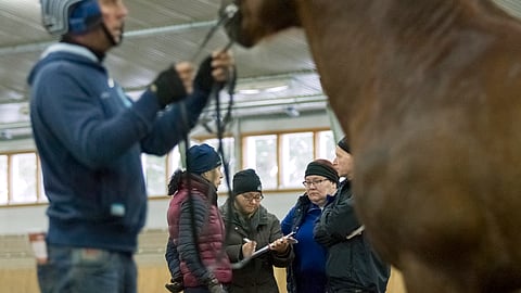 Suomenhevosoriiden lautakunta Heidi Sihvo (pj), Minna Mäenpää, Jenni Timlin ja Jukka Huuskola Ypäjän orinäyttelyssä 16.2.2018.