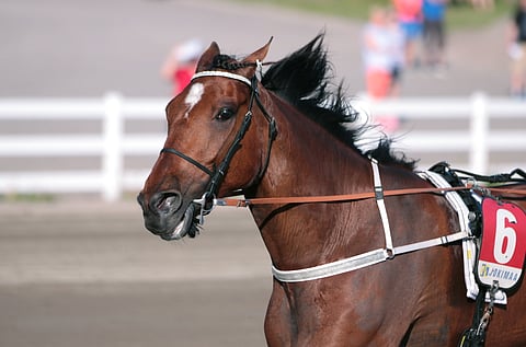 Santo Grial on kipaillut urallaan 56 kertaa totosijoin 7-16-4. Voittosumma on 40 270 euroa ja ennätys 12,6.