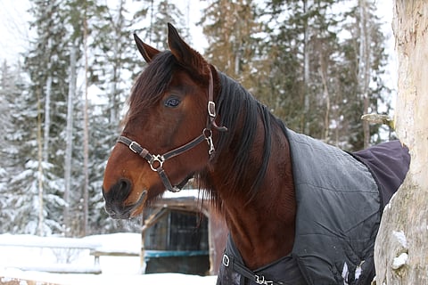 Delightful Moment lähti Pilkanmaalta kruunujahtiin.