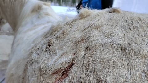 Talvikarvan johdosta jäljet eivät näy niin hyvin.