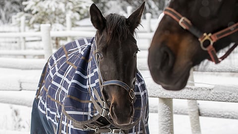 Planbeen isosisko Spill The Beans kantoi Fabulous Woodista. Varsan kohtalo on vielä auki.